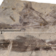 Image for article titled The Largest Dinosaur Capable Of Flight Had Four Wings